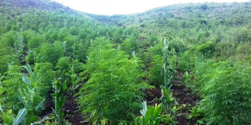 PGR descubre y destruye 3 plantios de marihuana y un secadero en Mascota Jalisco