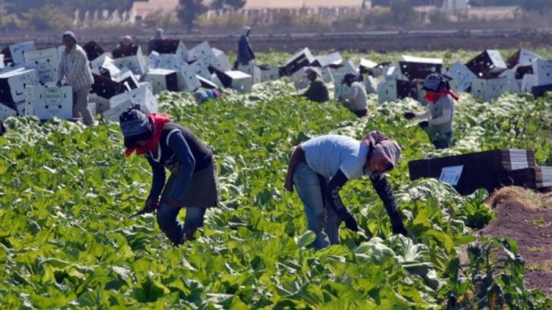Niños esclavos laborando en los campos de cultivo de Jalisco 