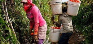 Condiciones de esclavitud en los campos agricolas de Jalisco