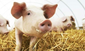 Investigadores reinician el cerebro de los cerdos horas después de la muerte de los animales