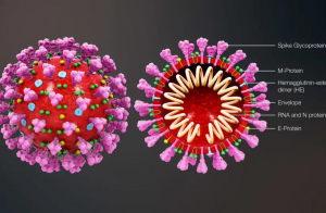 Nuevo estudio encuentra que el coronavirus ha mutado en al menos 30 cepas diferentes