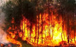Ayuntamientos de Michoacan coludidos con el exterminio de bosques, no mandaron apagar los incendios