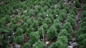 Descubren 64 mil plantas de mariguana en Cocula