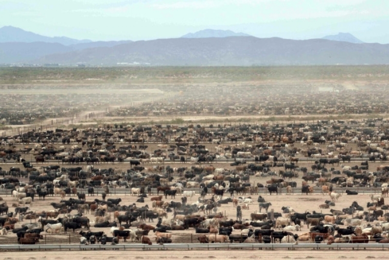 SuKarne deja sin agua a la Laguna por alimentar a sus más de 300 mil vacas